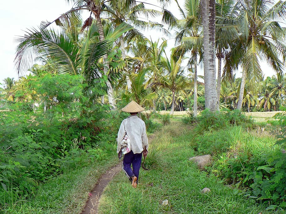 Indonesia, Bali, Padi, Penuai, Lanskap, pertanian, pedesaan, orang-orang, alam, berjalan