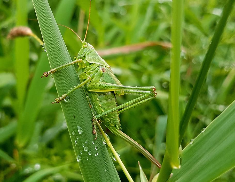 Grasshopper, Insect, Skip, viridissima, nature, animal, blades of grass, meadow, green, drip