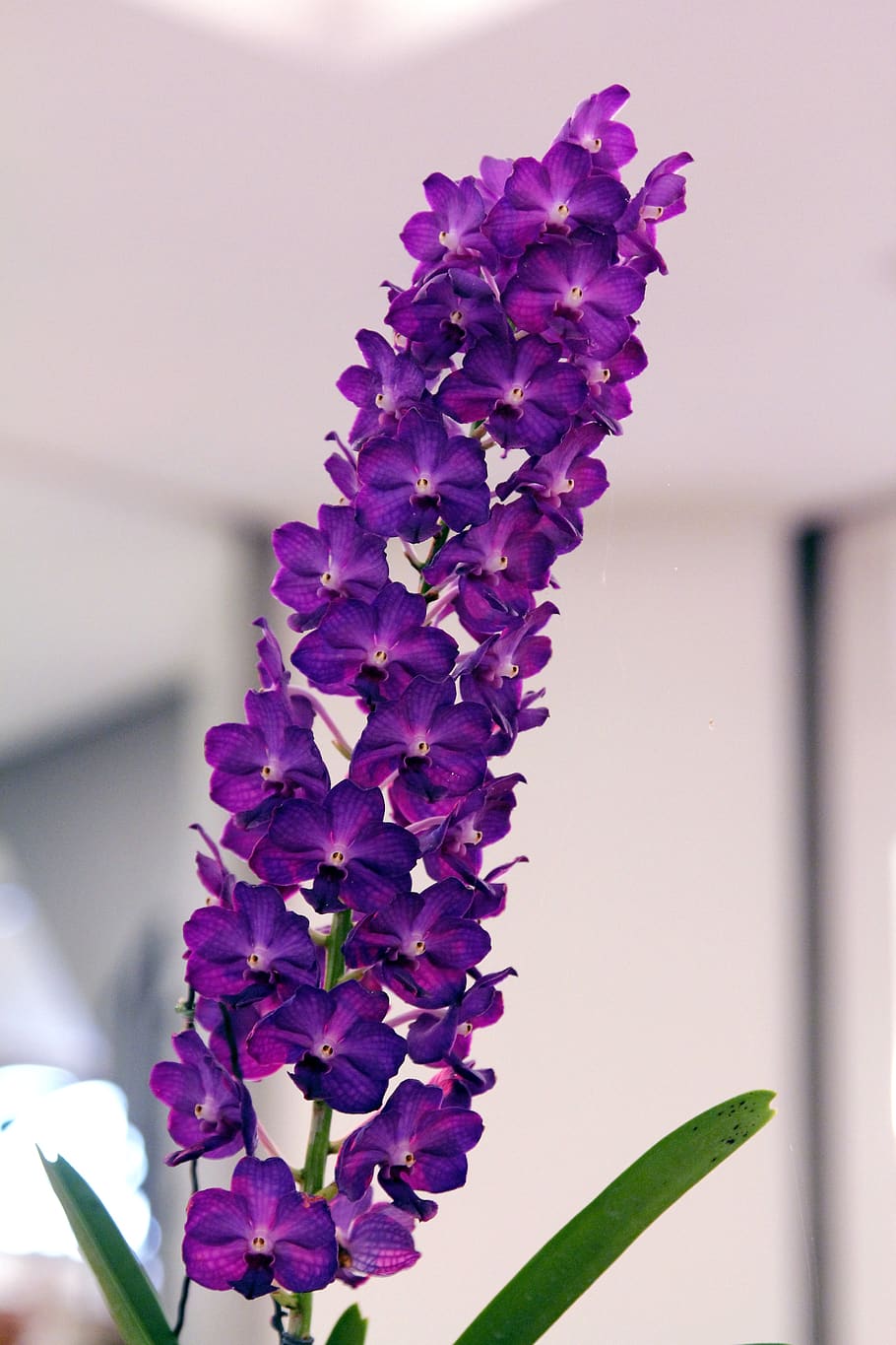 orquídea, púrpura, vanda, planta floreciendo, flor, planta, vulnerabilidad,  fragilidad, primer plano, belleza en la naturaleza | Pxfuel