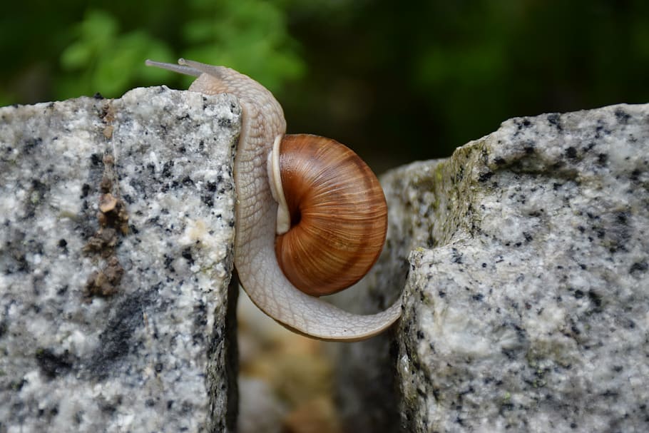 selective, focus photography, snail, crawling, gray, stone, obstacle overcoming, will, managed, courageous