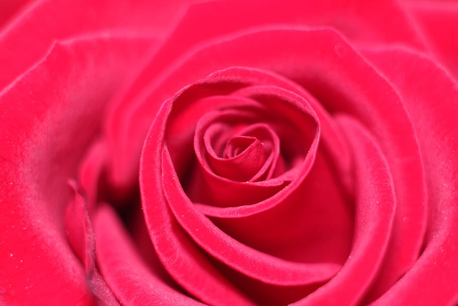 mawar, cinta penipuan, cinta, keterikatan, bunga, mawar - bunga, tanaman berbunga, merah, keindahan di alam, merapatkan