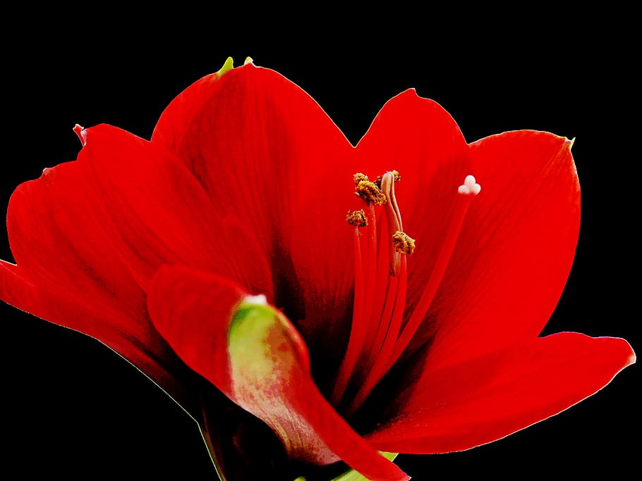 赤いアマリリスの花写真 Pxfuel