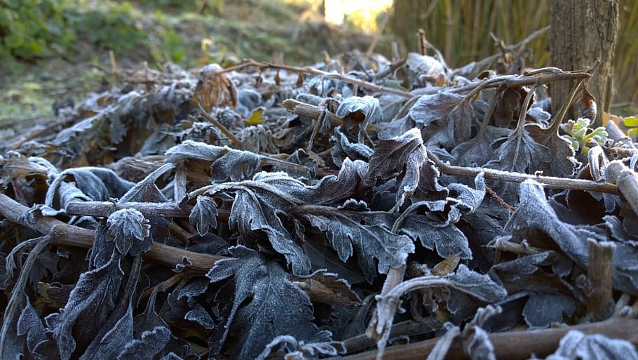 winter, foliage, rime, nature, land, day, close-up, plant, focus on foreground, tree