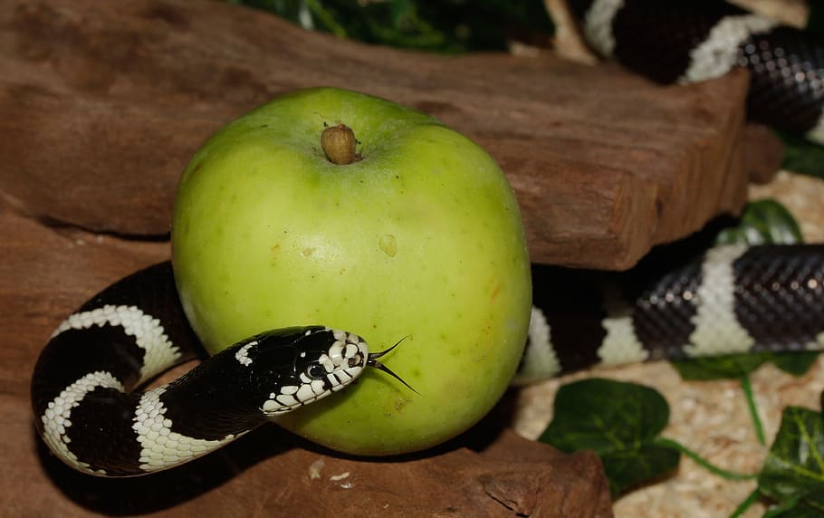 chain natter, snake, california getula, king snake, lampropeltis getula californiae, black and white, striped, tree bark, tongue, apple