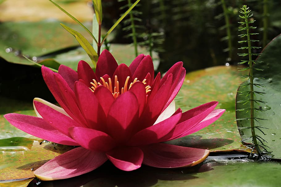 Красный, Lutos flower illustration, водяная лилия, Пруд, Водное растение, цветок, воды, цвести, цветение, растение