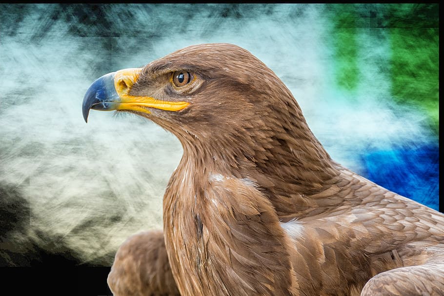 Adler, Pájaro, Criatura, Rapaz, cerca, pico, pájaro salvaje, animal heráldico, majestuoso, escudo de armas