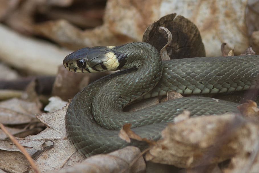 grass snake, amphibian, pond, water, animal, nature, creature, close, protection of species, nature conservation