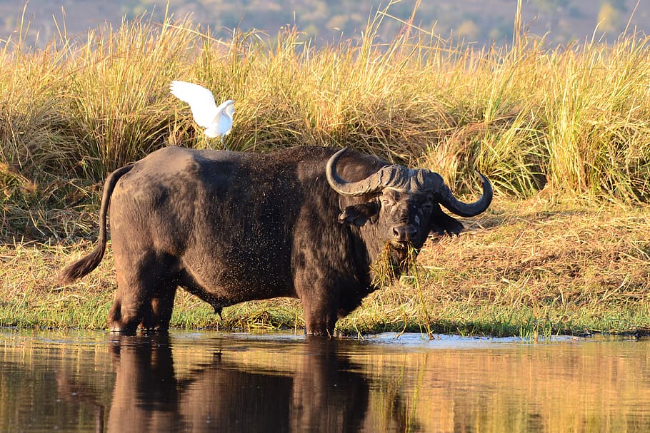 water buffalo, buffalo, animals, botswana, chobe, animal themes, animal, water, vertebrate, animal wildlife