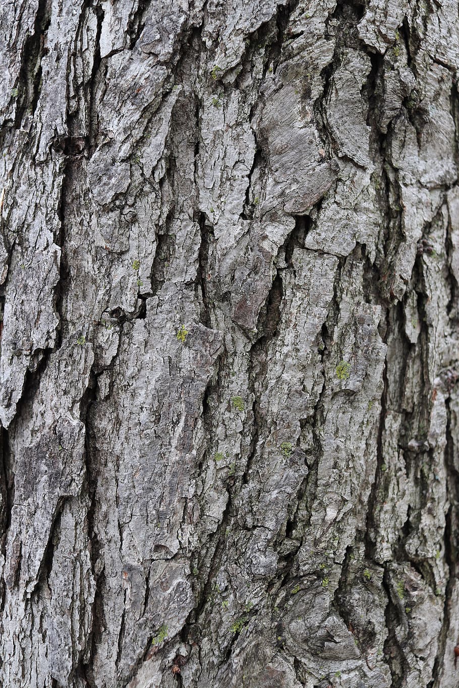 texture, tree, bark, textured, tree trunk, backgrounds, trunk, full frame, close-up, rough