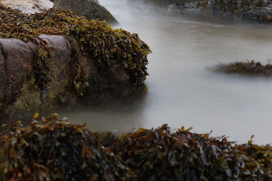 seaweed, rock, sea, water, surf, croatia, steinig, spray, stones, ireland