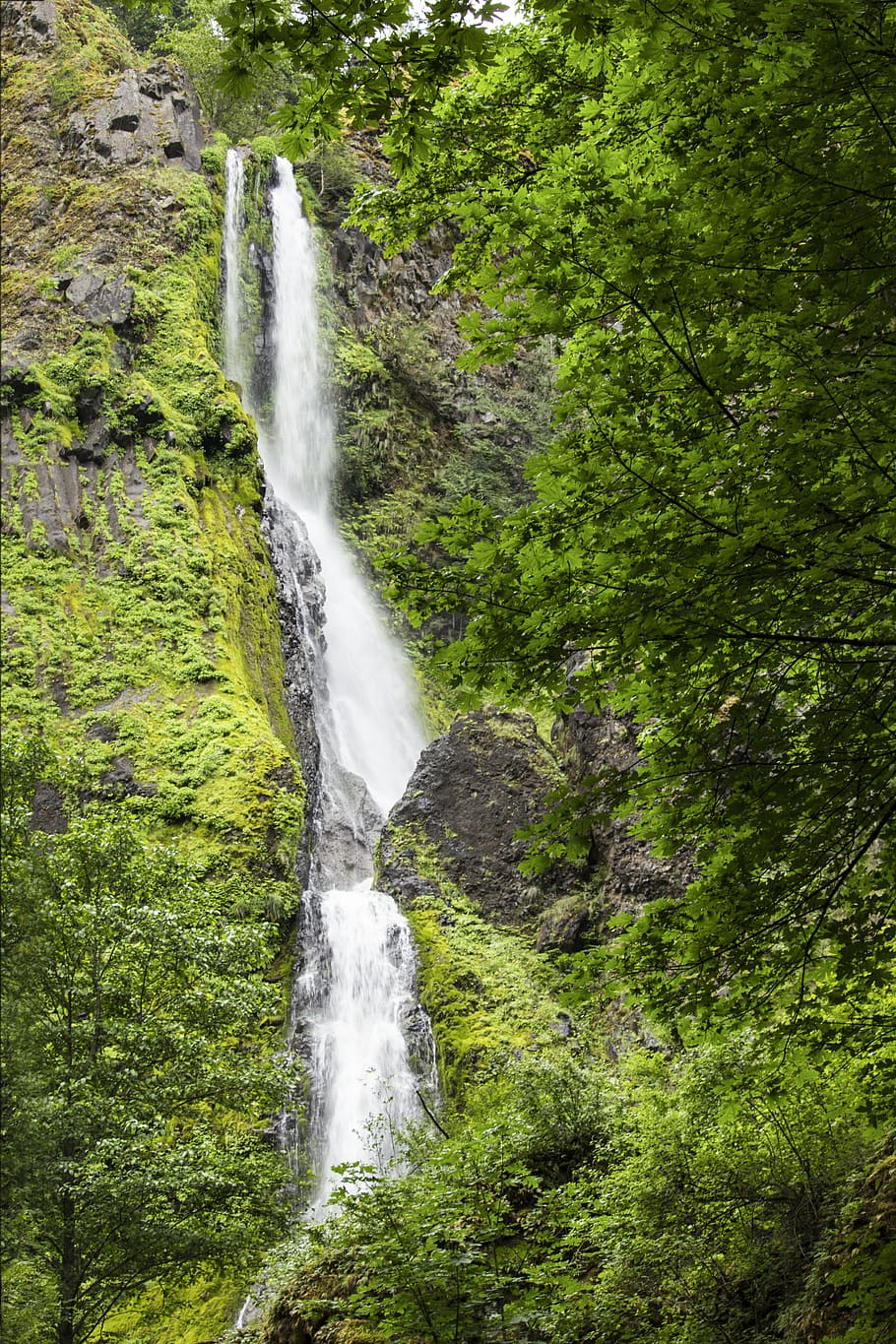 Starvation Creek, Falls, Oregon, green trees and waterfalls, waterfall, water, tree, long exposure, forest, scenics - nature