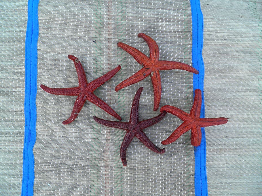 Sea-Star, Underwater, stars, livadostra, greece, red, indoors, starfish, close-up, food and drink