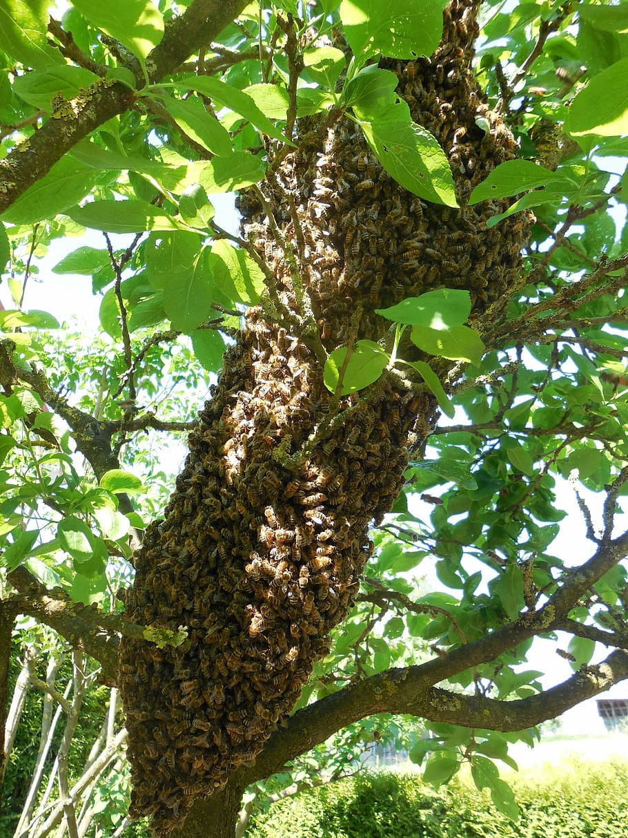 hive, bees, tree, beekeeper, beekeeping, nature, bee breeding, summer, hum, garden