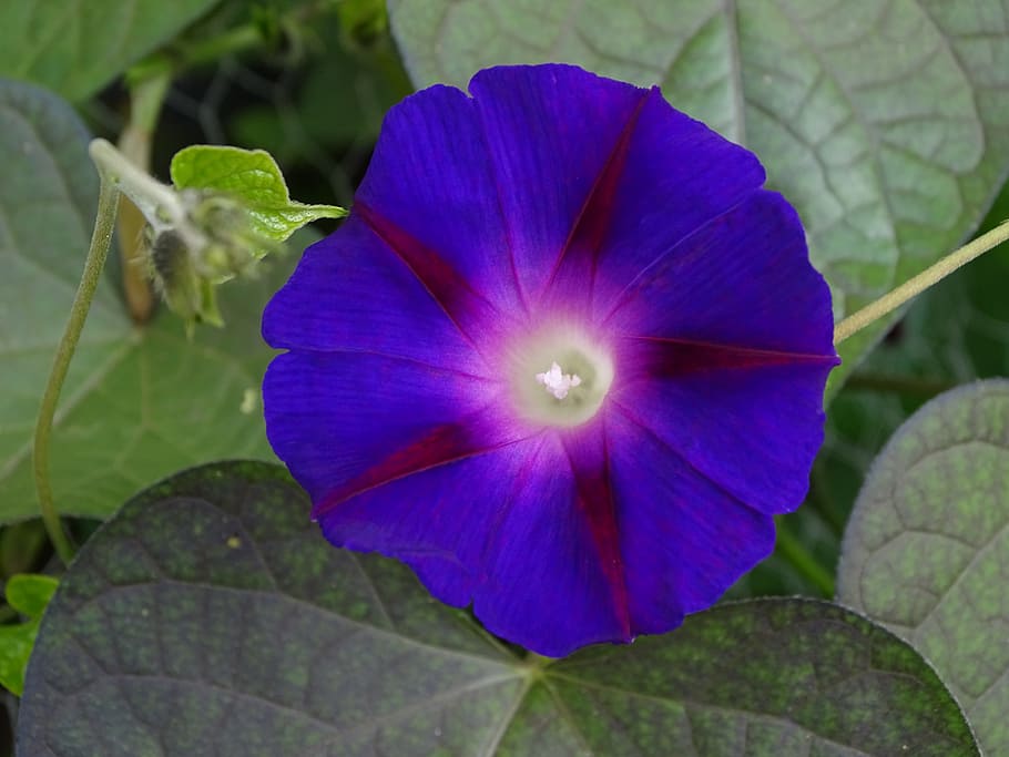 funnel thread, morning glory, climber, violet, purple pageantry winds, imopea purpurea, superb thread, winds, ipomoea, bright