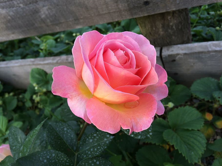 pink rose flower, rose, pink, blossom, bloom, garden roses, perfect bloom, nature, plant, pink Color