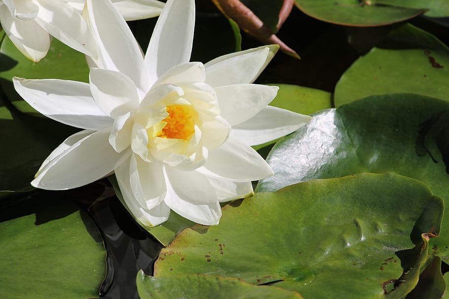 water lilly, flower, water, pond, plant, white, oriental, outdoors, flowering plant, vulnerability