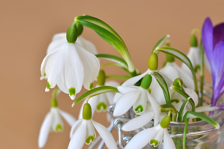 white, flowers, glass vase, lily of the valley, snowdrop, signs of spring, flower, plant, spring, close