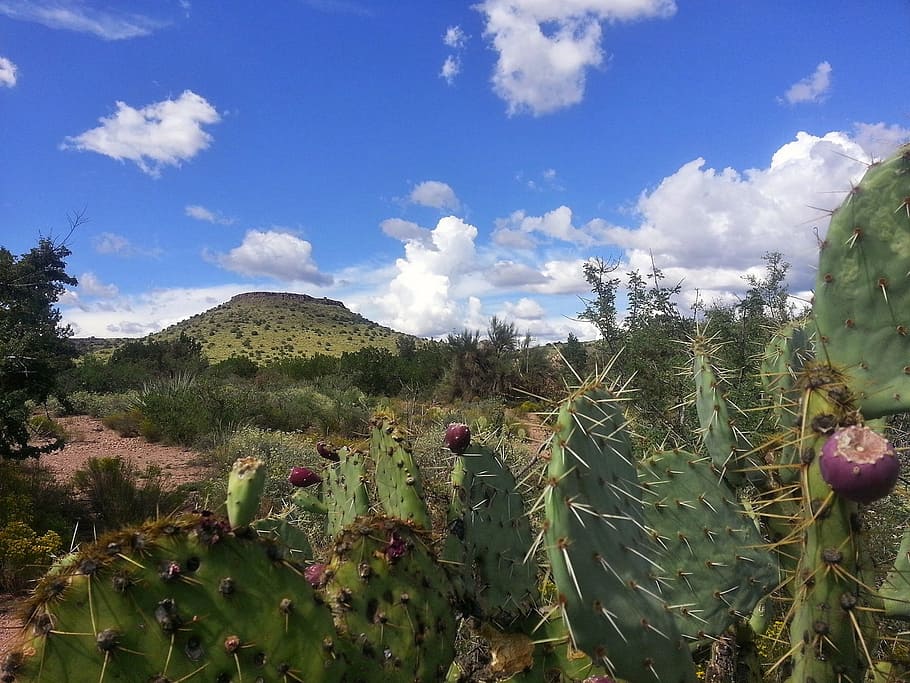 cactus, desert, sedona, arizona, nature, mountain, flora, prickly pear, fruit, season