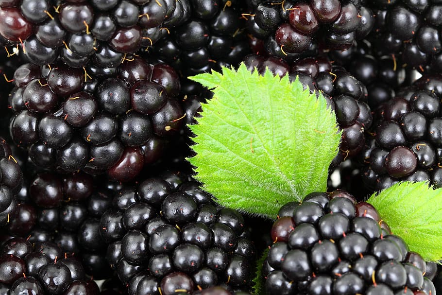 blackberry yang baru dipetik, Blackberry, segar, buah, daun, domain publik, makanan, kesegaran, matang, alam
