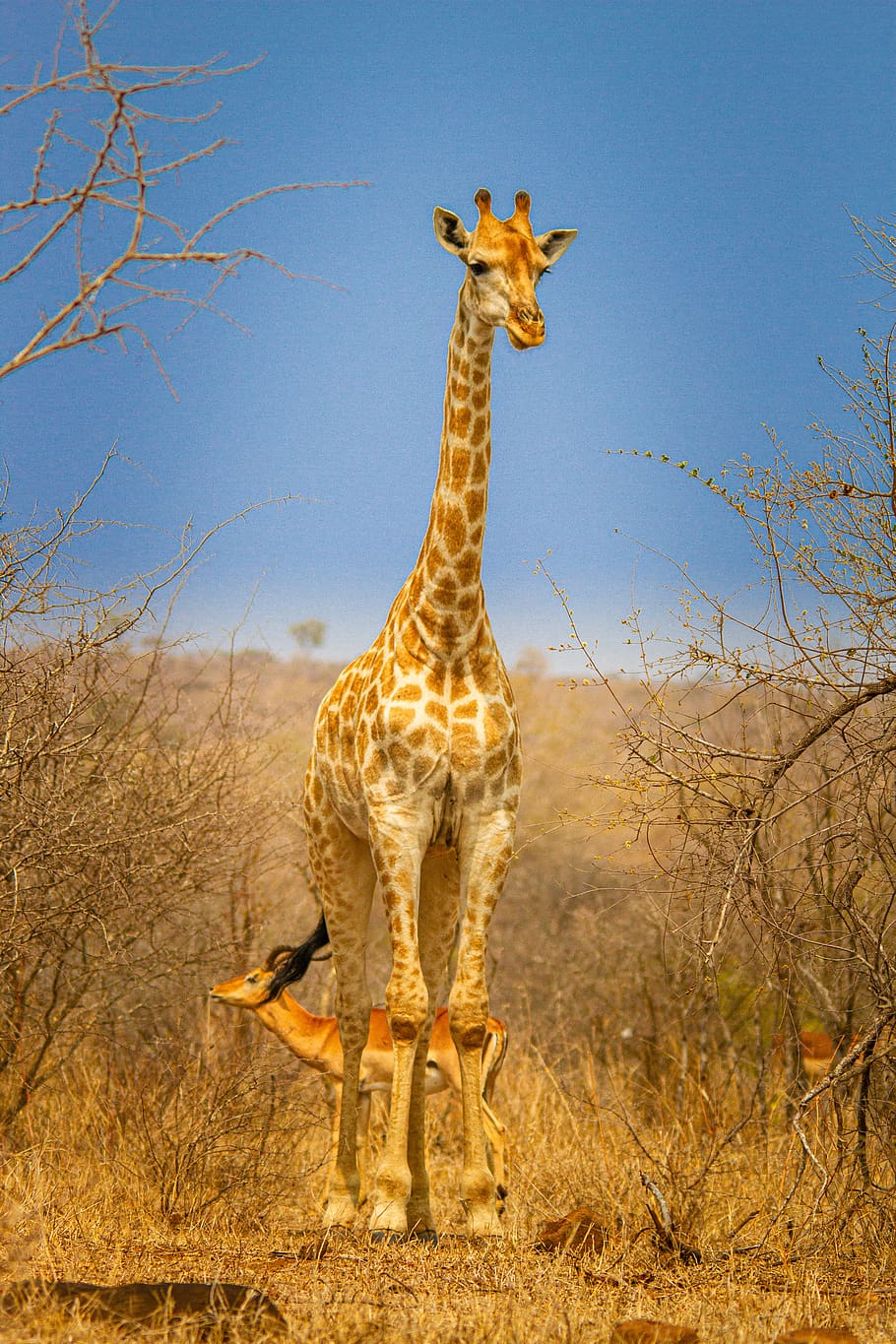namibia, etosha, giraffe, national park, africa, wildlife, animal themes, animal, animal wildlife, animals in the wild