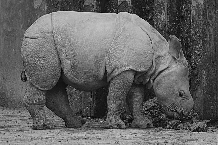 rhino, baby rhinoceros, animal, mammal, calf, nature, wildlife, rhinoceros, black And White, large
