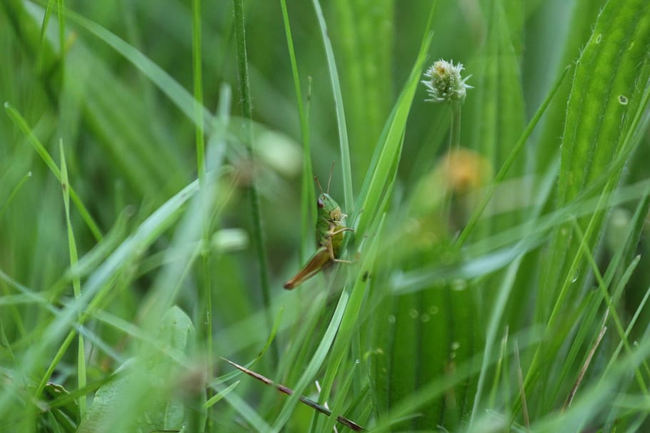 grass, grasshopper, insect, close up, macro, nature, meadow, animal, skip, animal themes
