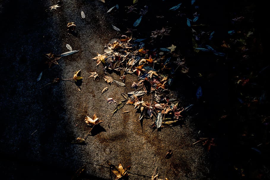 hojas, marrón, superficie, camino, otoño, seco, luz solar, naturaleza, hoja, parte de la planta