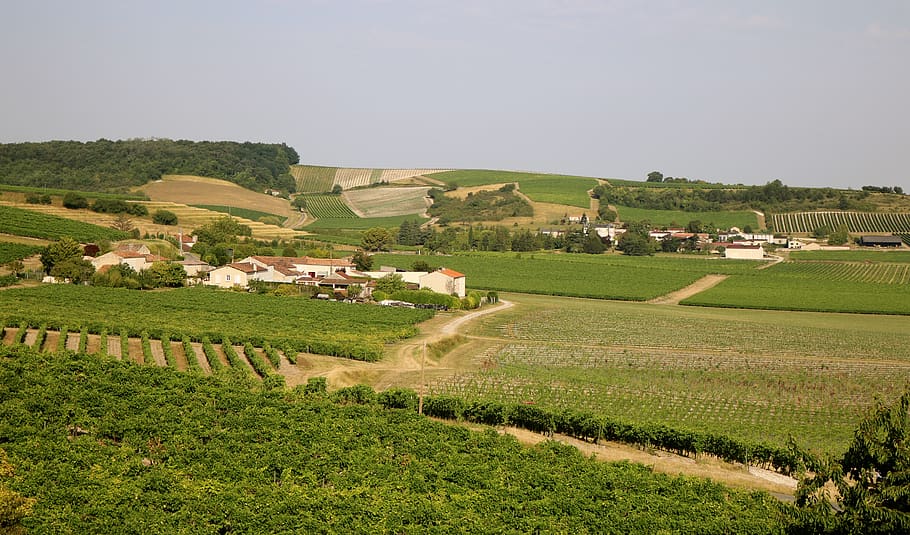 vines, vineyard, hennessy, cognac, vine, wine, winegrowing, winery, grapes, grapevine