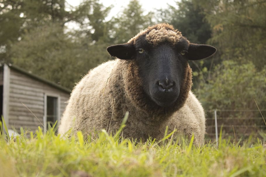 sheep, pasture, break, lying around, rest, stall, relaxation, enjoy, farm, grass