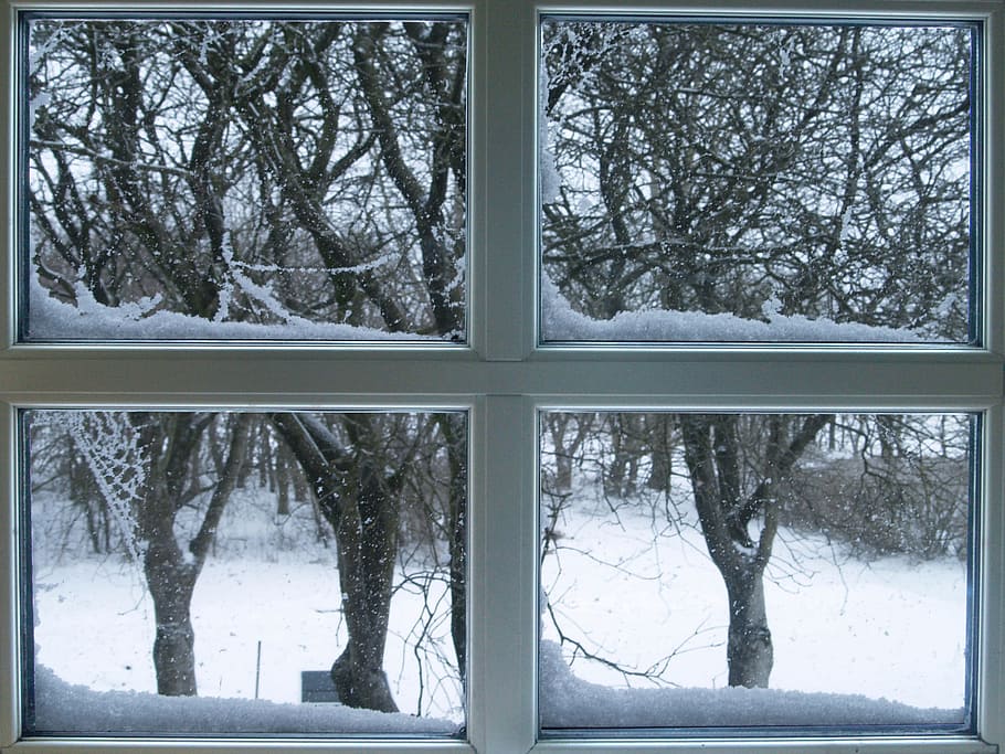 window, lattice windows, frost, winter, snow, tree, cold temperature, bare tree, glass - material, plant