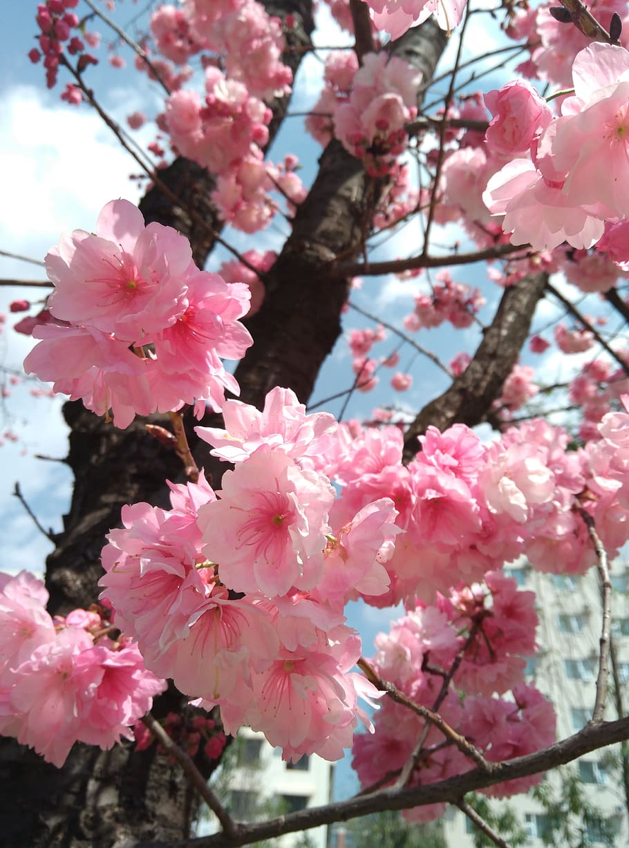 桜 ピンク 春 花 もろさ ピンク色 開花植物 脆弱性 成長 植物 Pxfuel