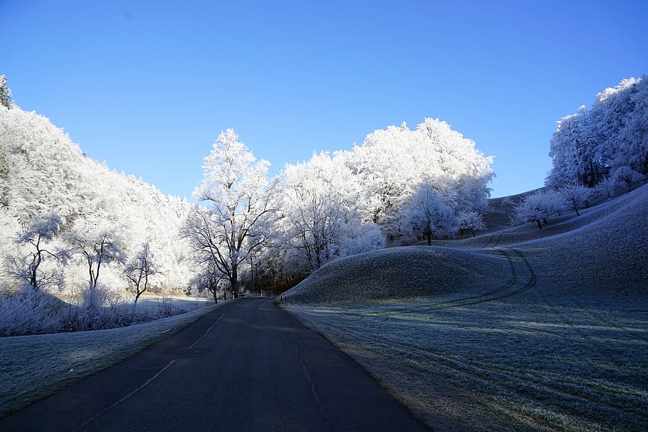 carretera, árboles, durante el día, invernal, escarcha, invierno, helado, nieve, frío, hielo