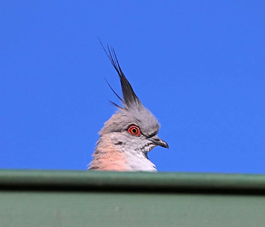 bird, crested pigeon, feathers, eye, roof, gutter, peeping, wildlife, nature, animal