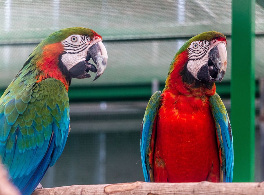 parrot, bird, zoo, color, colorful, tropical, wildlife, beak, vertebrate, animal