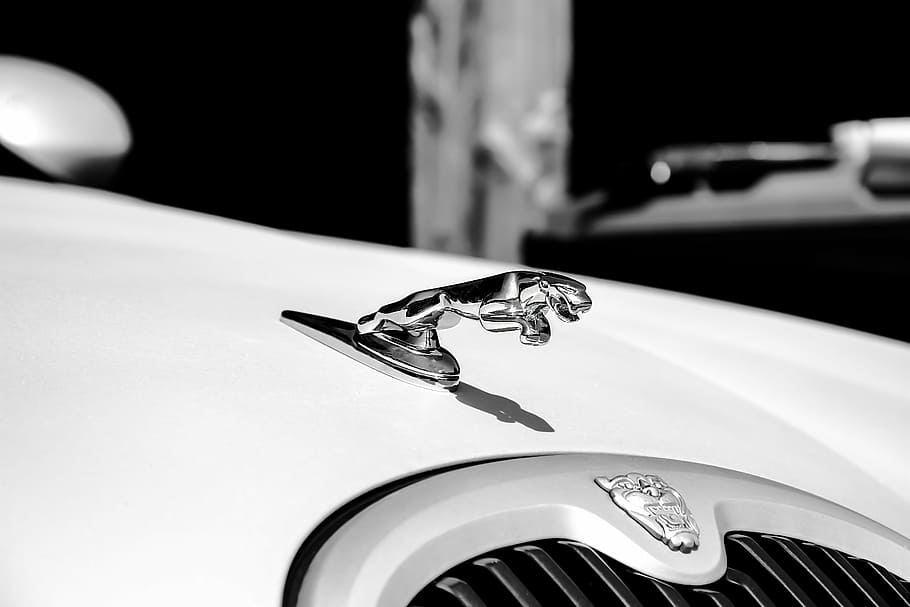 close-up photo, jaguar hood ornament, jaguar, white, auto, vehicle, black and white, limousine, luxury, elegant