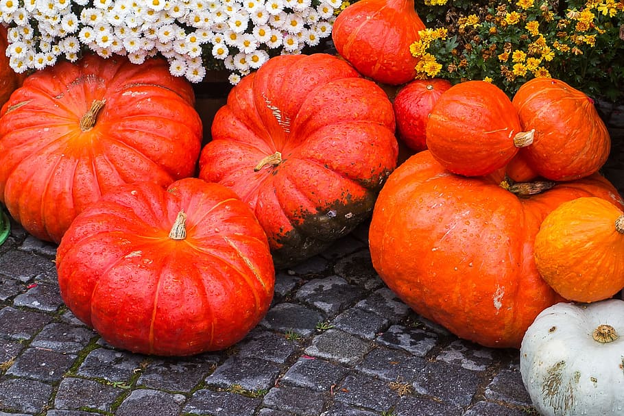 Pumpkin, Squash, Thanksgiving, pumpkin soup, halloween, farm, autumn motives, autumn, vegetable, freshness