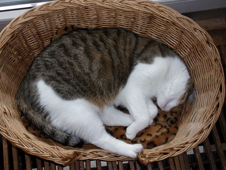 gato, animal, mascota, gatos, cesta, salón, siesta, lindo, dormir, animales