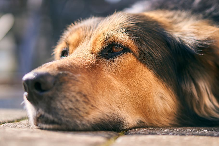 dog, nose, close up, head, tired, sleep, relax, relaxation, chill out, rest