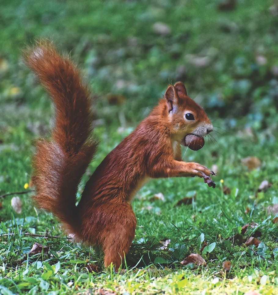 squirrel, nager, cute, animal, nature, rodent, animal world, foraging, verifiable kitten, possierlich