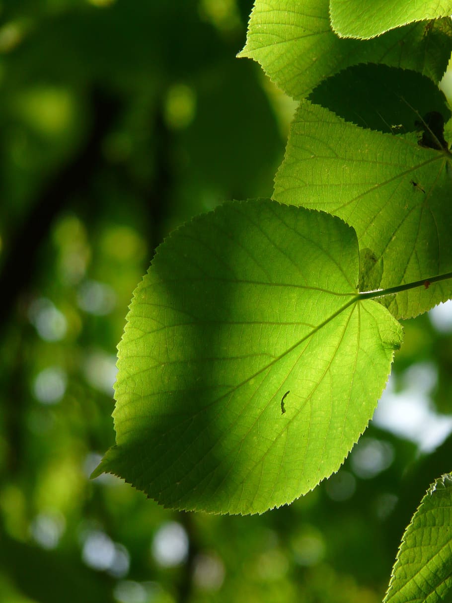 linde, leaf, individually, lipovina, foliage, leaves, green, light, hell, greenish