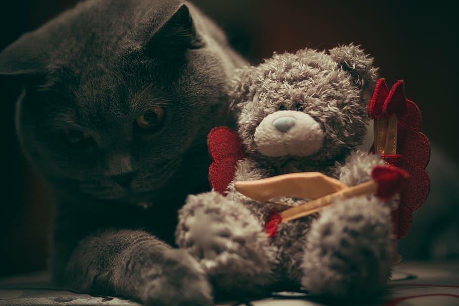 gato, tenencia, gris, oso, felpa, juguete, atención, fotografía, ruso, azul