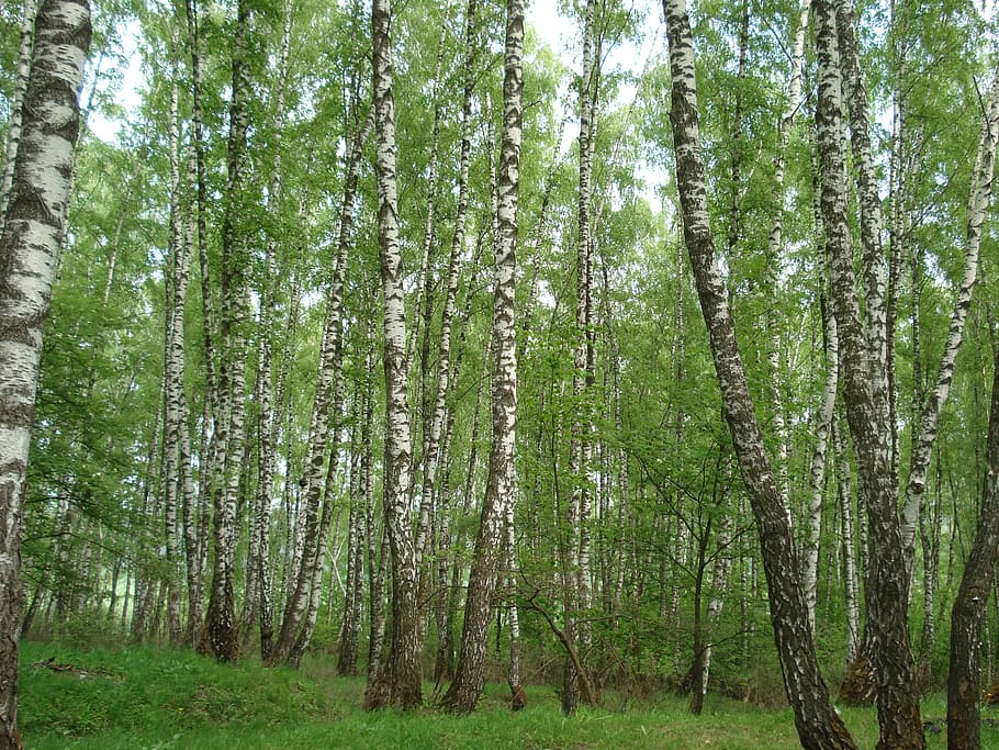 forest, birch, russia, summer, nature, trees, green, landscape, living nature, tree