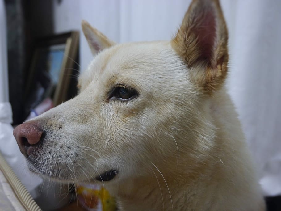 Taro, Dog, Okinawa, Ishigaki Island, based on stray dogs, public health center, otsu, yokosuka, kanagawa japan, japan