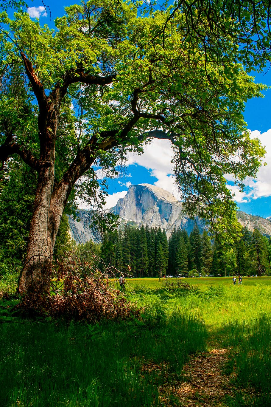 Half Dome, Yosemite, California, yosemite, california, dome, park, valley, half, national, mountain