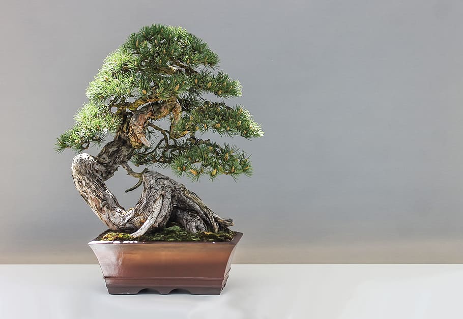 green, bonsai tree, brown, pot, top, white, surface, green leaf, potted plant, bonsai