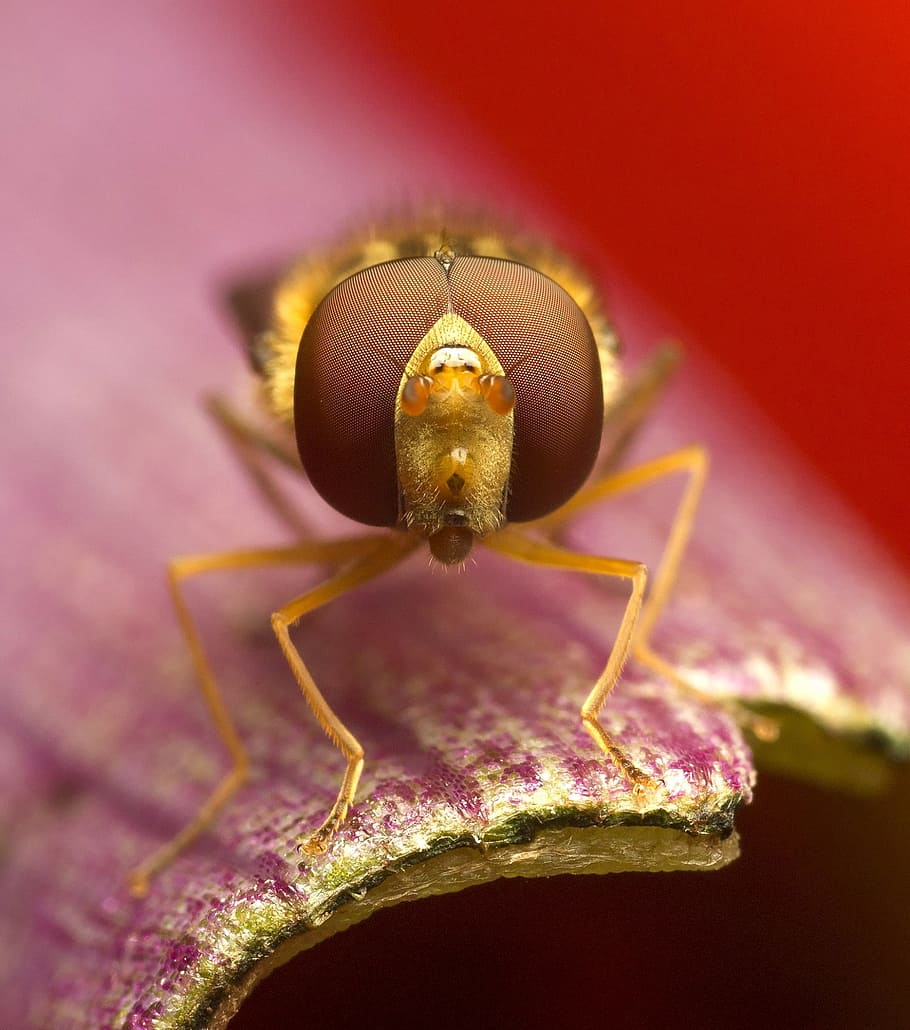 insecto, invertebrado, naturaleza, animal, flor, temas de animales, un animal, primer plano, fauna animal, ninguna gente