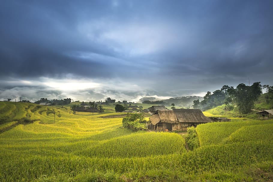 wooden, house, grass field, gray, sky, vietnam, terraces, rice, silk, the cultivation