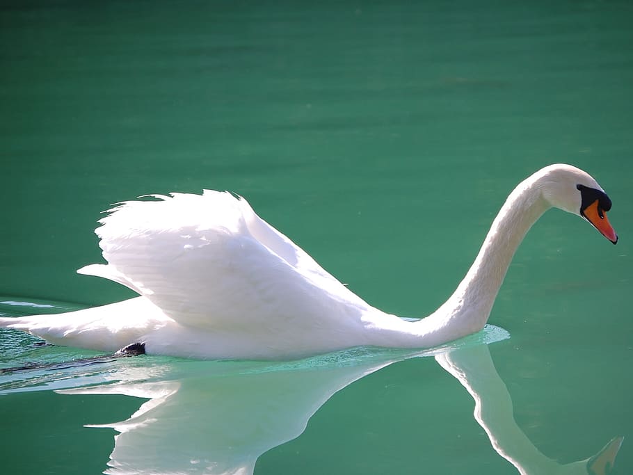 cisne, cuerpo, agua, durante el día, mudo, natación, pájaro, blanco, cygnus, elegancia