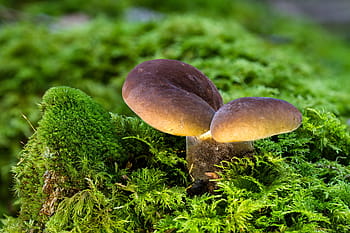 mushroom-moss-forest-mushroom-autumn-royalty-free-thumbnail.jpg