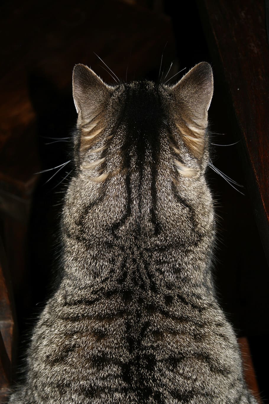 silver tabby cat, cat, pet, domestic cat, move, back, cat ears, cat fur, one animal, animal